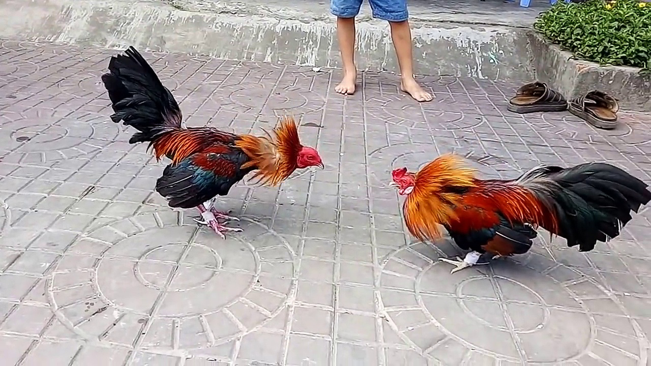 Đá gà Thomo 13Win - Trải nghiệm cá cược kịch tính, thưởng lớn 2026 2 Hướng dẫn từng bước tham gia chơi đá gà Thomo 13Win